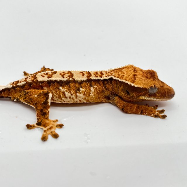 화이트핀 트라이 화이트 텐저린