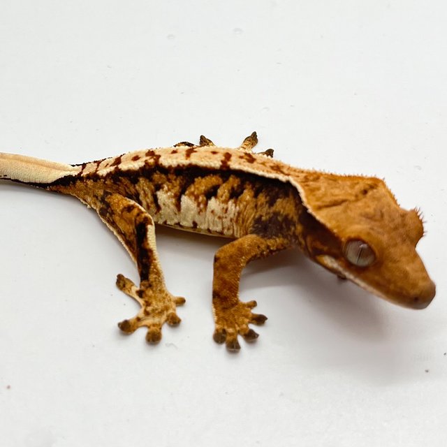 트라이 화이트핀 텐저린 화이트