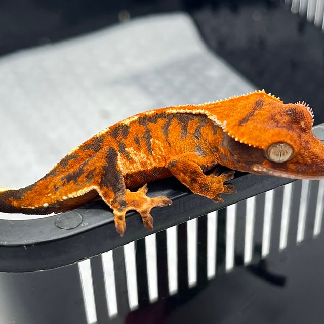 트라이 텐저린 화이트 화이트핀