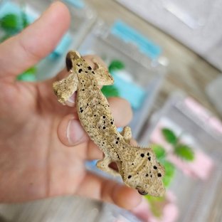 슈퍼달마시안 달마시안