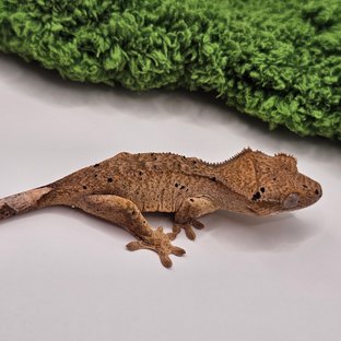 옐로우 달마시안 슈퍼달마시안