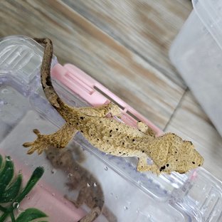 슈퍼달마시안 달마시안