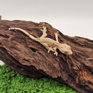 달마시안 슈퍼달마시안