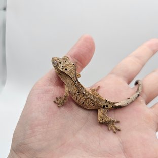 옐로우 슈퍼달마시안 달마시안