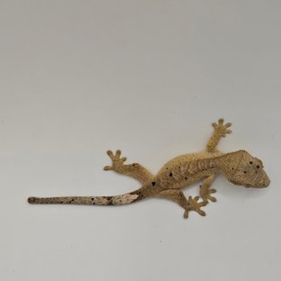 달마시안 슈퍼달마시안 옐로우