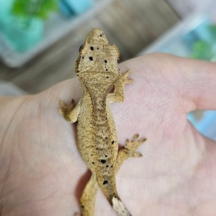 슈퍼달마시안 달마시안