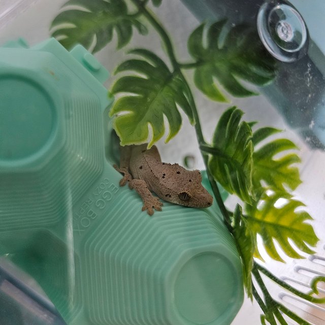 슈퍼달마시안 달마시안