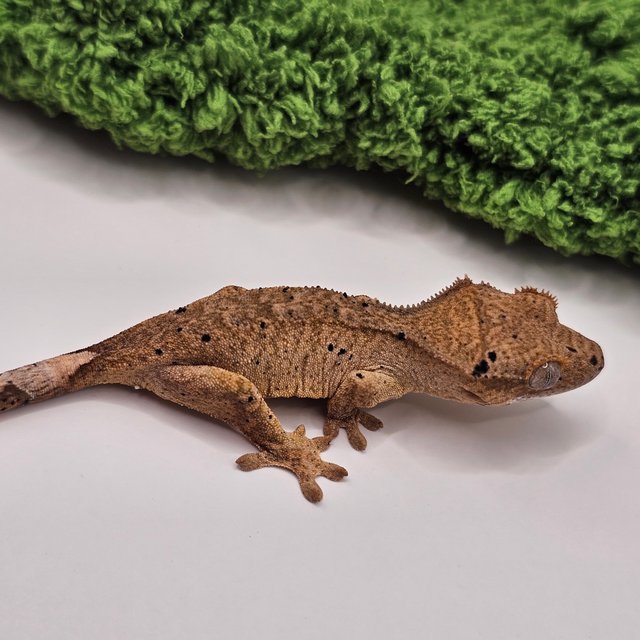 옐로우 달마시안 슈퍼달마시안