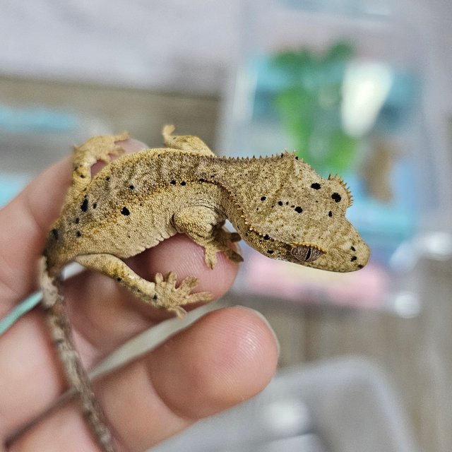 슈퍼달마시안 달마시안