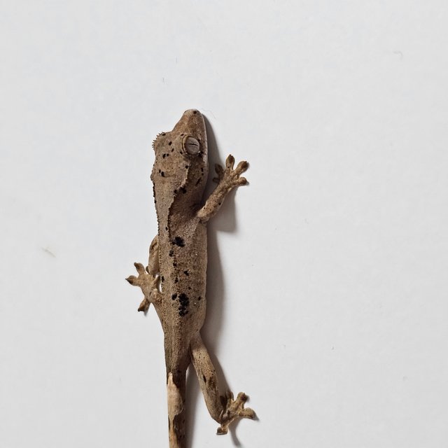 슈퍼달마시안 달마시안