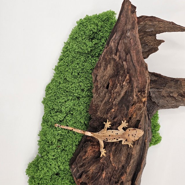 슈퍼달마시안 달마시안