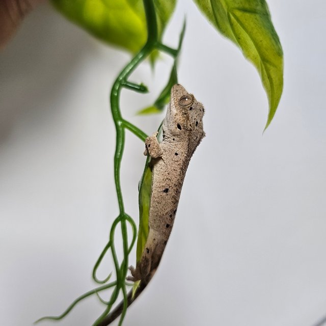 슈퍼달마시안 달마시안