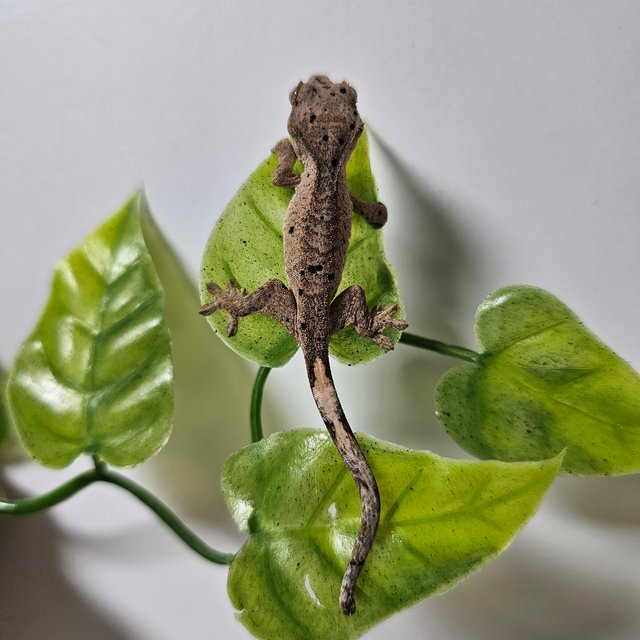 슈퍼달마시안 달마시안