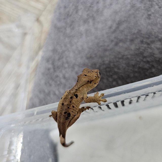 슈퍼달마시안 달마시안