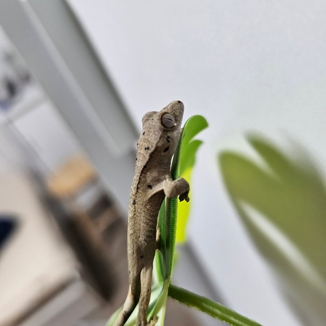 슈퍼달마시안 달마시안