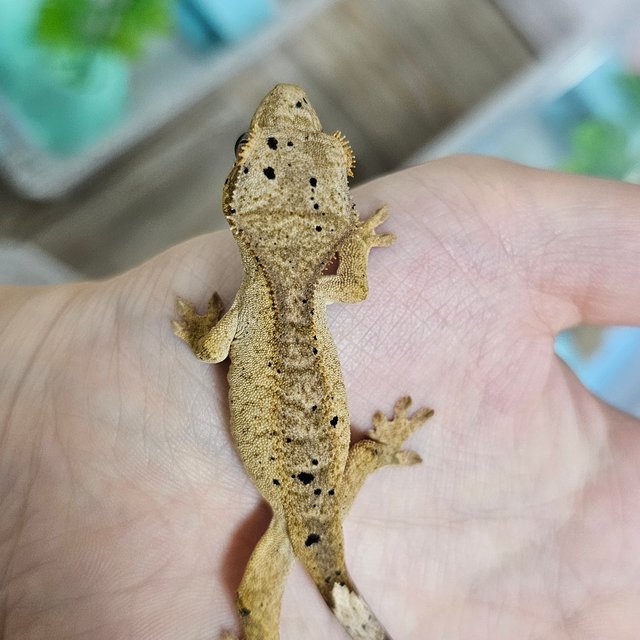 슈퍼달마시안 달마시안