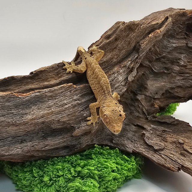 슈퍼달마시안 달마시안