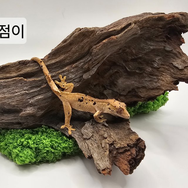 슈퍼달마시안 달마시안