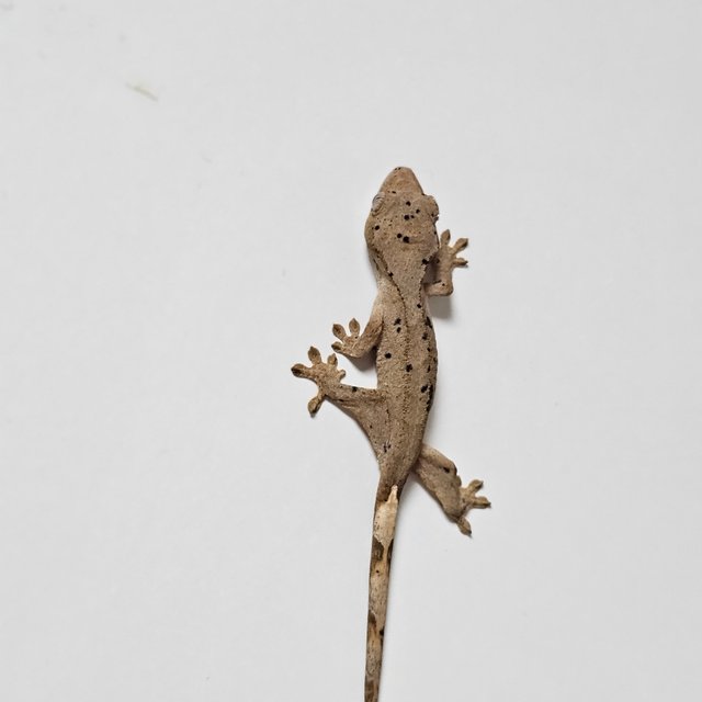 슈퍼달마시안 달마시안