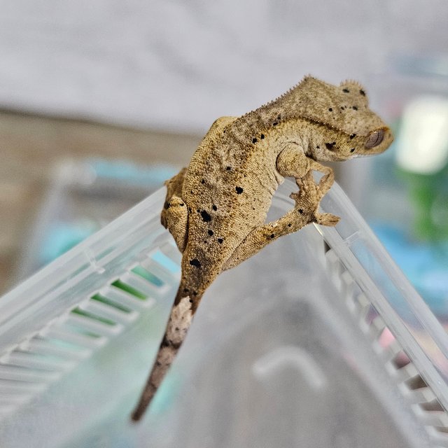 슈퍼달마시안 달마시안