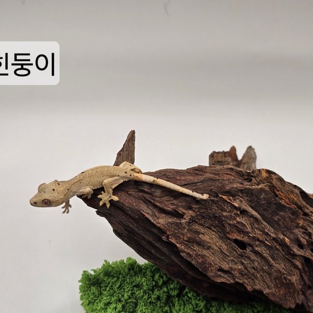 달마시안 슈퍼달마시안