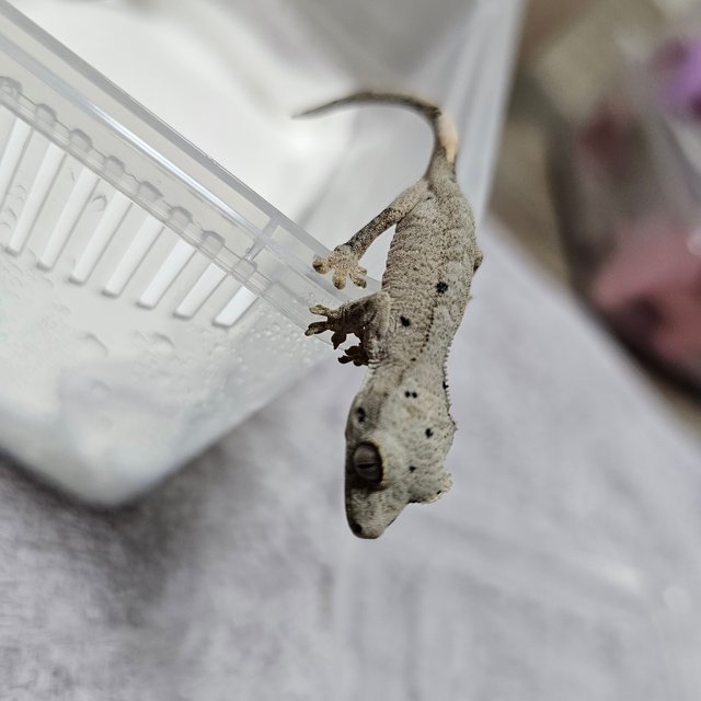 슈퍼달마시안 달마시안