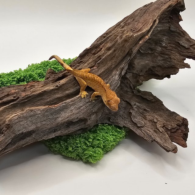 슈퍼달마시안 달마시안