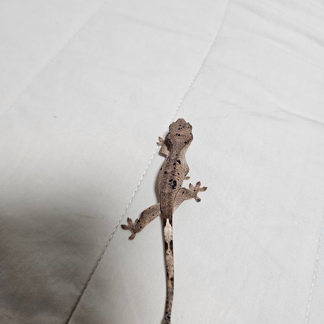 슈퍼달마시안 달마시안