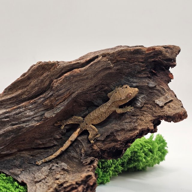 슈퍼달마시안 달마시안