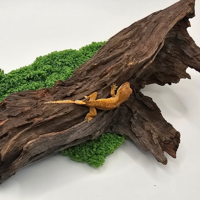 슈퍼달마시안 달마시안