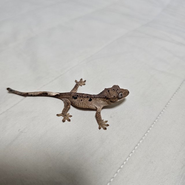 슈퍼달마시안 달마시안