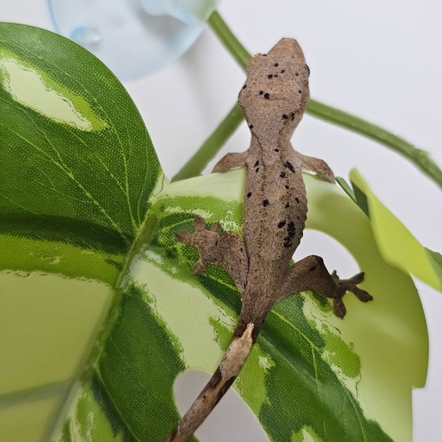 슈퍼달마시안 달마시안