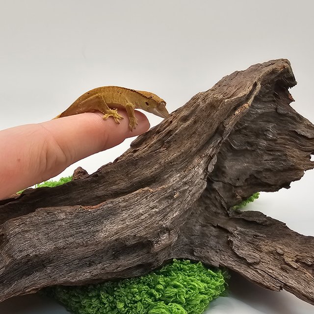 슈퍼달마시안 달마시안