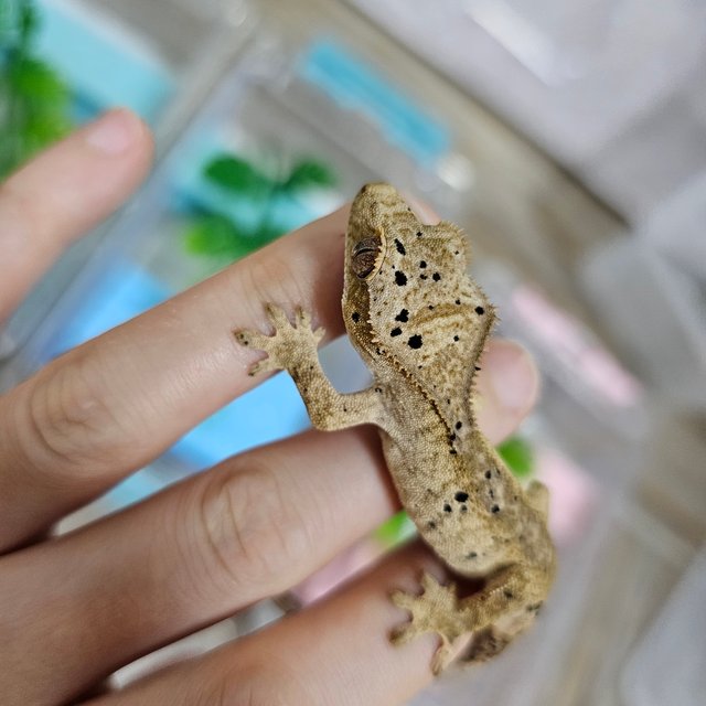 슈퍼달마시안 달마시안