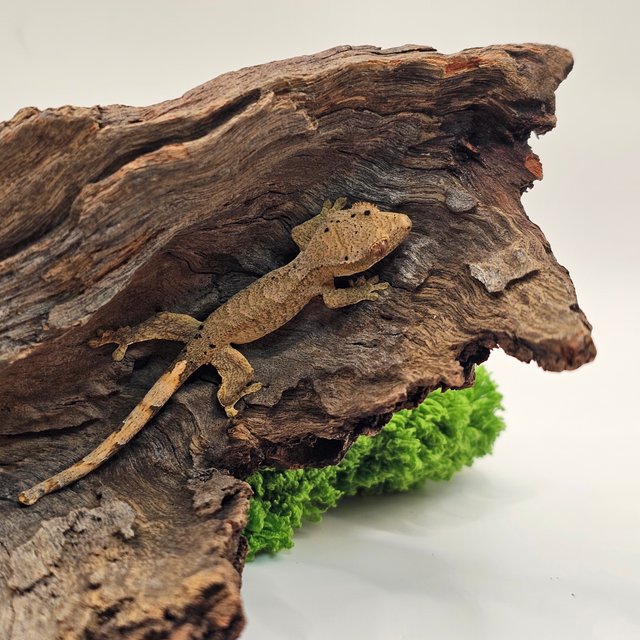 슈퍼달마시안 달마시안