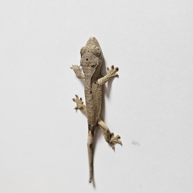 슈퍼달마시안 달마시안