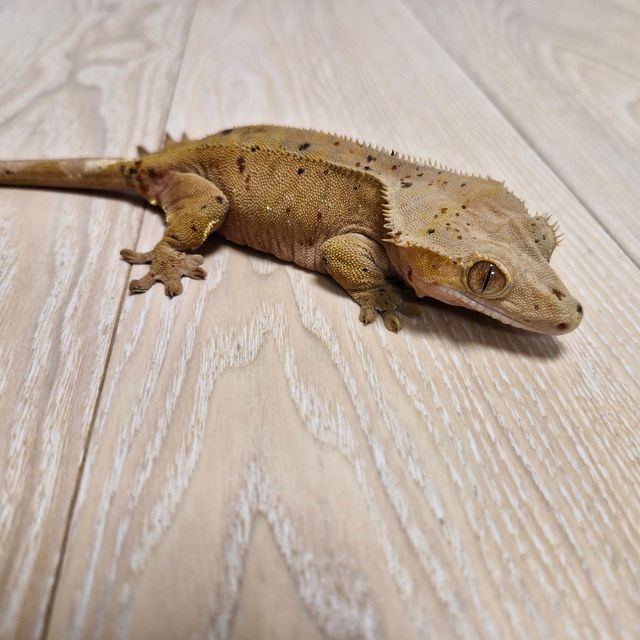 달마시안 슈퍼달마시안 레드