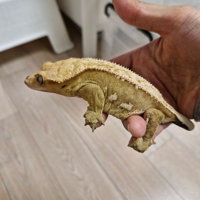 크림시클