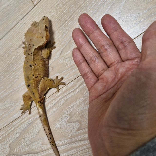 달마시안 슈퍼달마시안 레드
