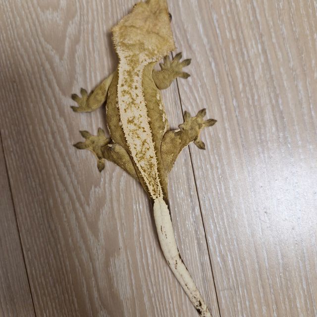 크림시클