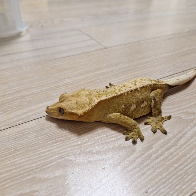 크림시클