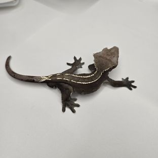 잔