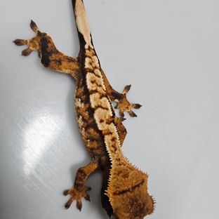 바브 익스트림할리퀸 텐저린 타이거