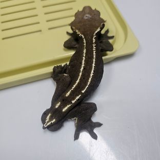 아잔틱 화이트핀 블랙 풀핀