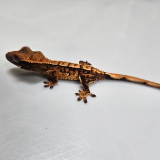 바브 익스트림할리퀸 텐저린 타이거