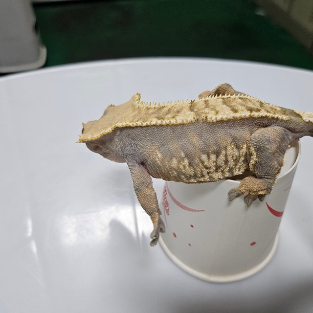텐저린 트라이 바브 노멀