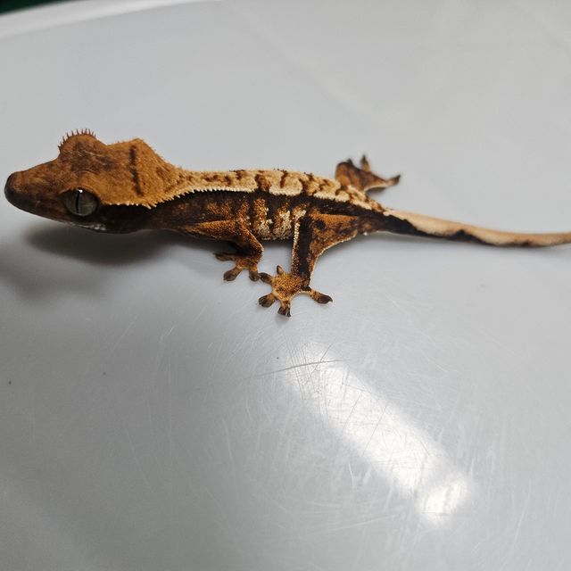 바브 익스트림할리퀸 텐저린 타이거