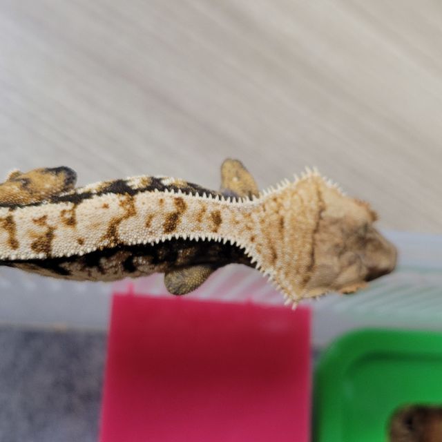 바브