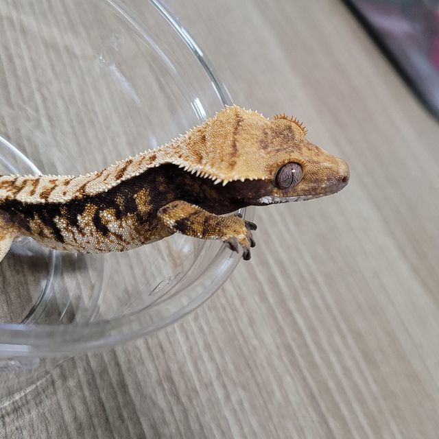 바브
