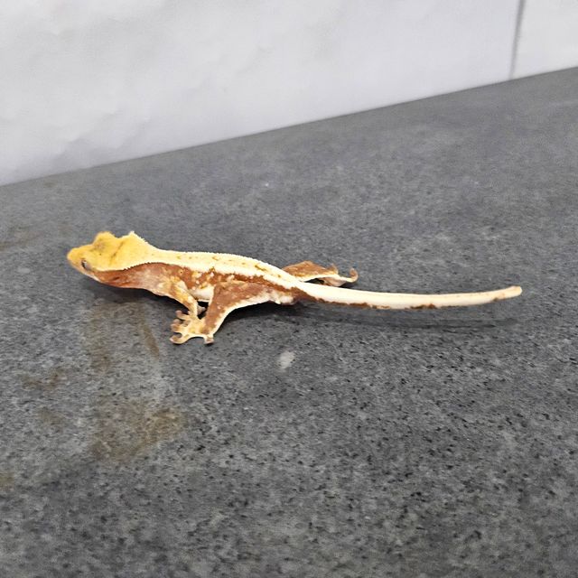 릴리화이트